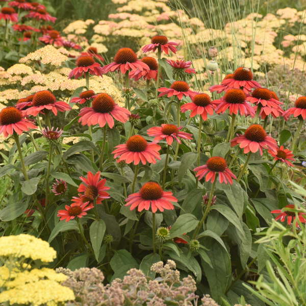 Color Coded Frankly Scarlet Coneflower has seed heads in the fall and winter that feed the birds.