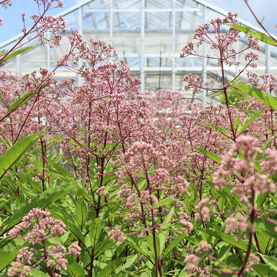 Pink joe pye weed flowers in a sunny garden