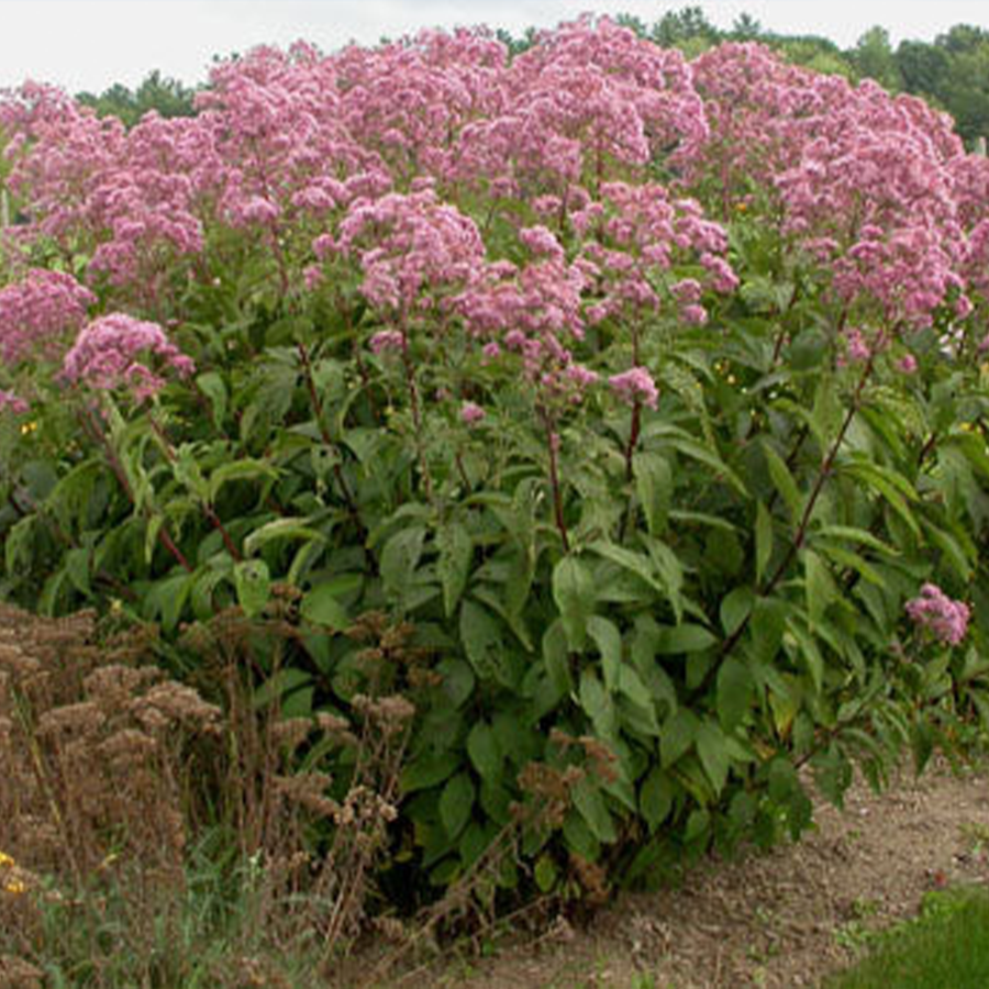 Pink joe pye weed flowers in a sunny garden