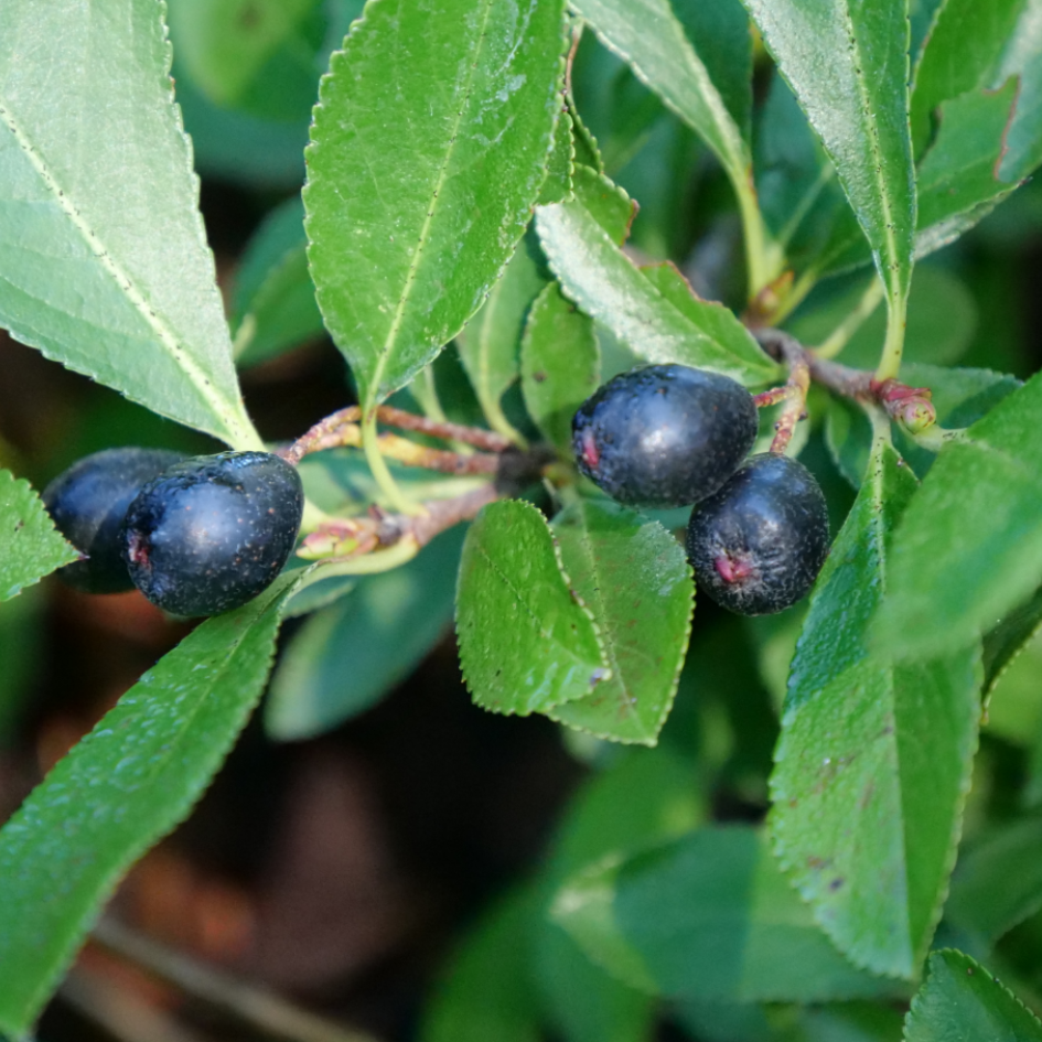 Dark blue berries on aronia shrub
