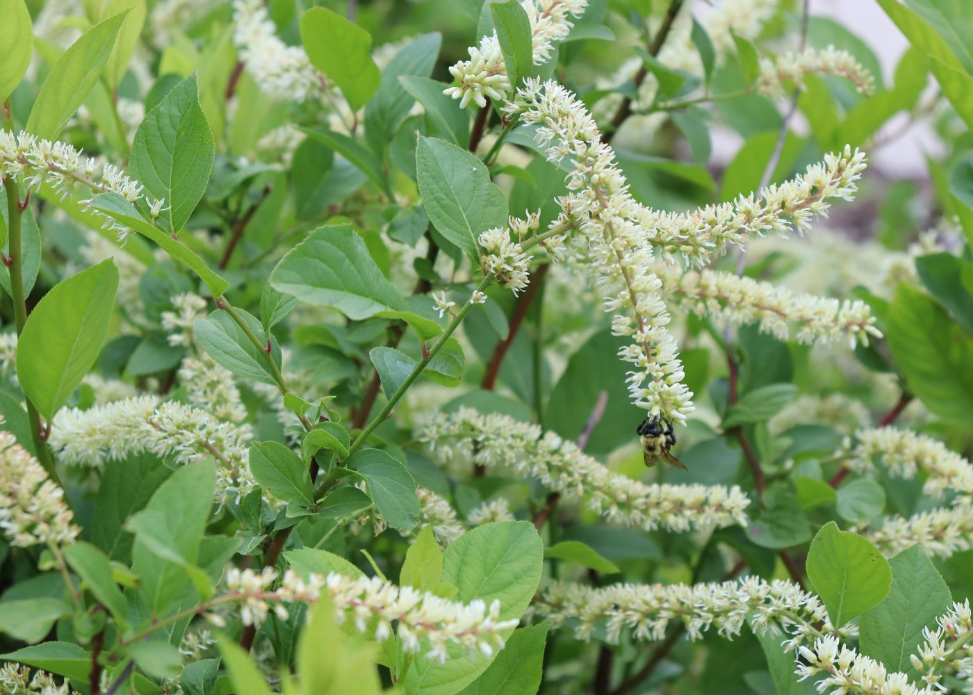 Close-up of a Itea plant with many narrow white flower spikes and a small bumblebee visible among the blossoms.