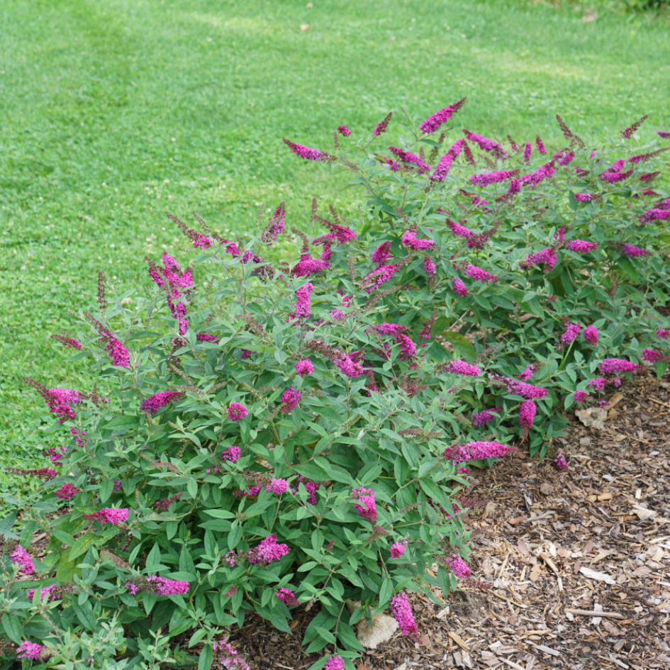 Buddleia Lo & Behold Ruby Chip has bright blooms with a compact habit