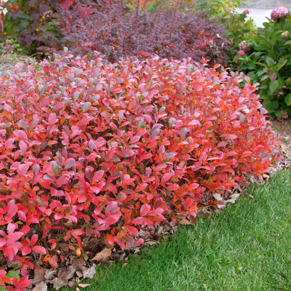 Stunning red fall foliage of the Low Scape Mound Aronia.