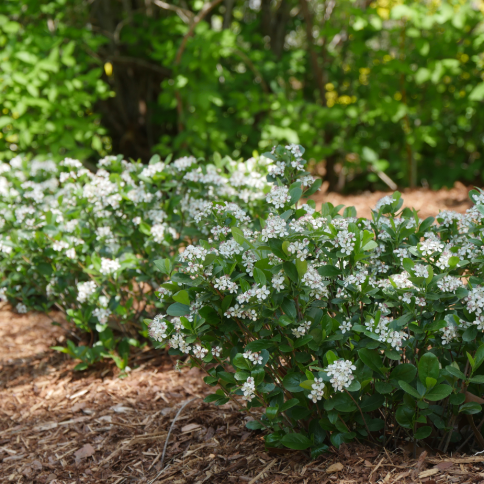 Low Scape Mound Aronia has natural tidy habit with white blooms in the spring.