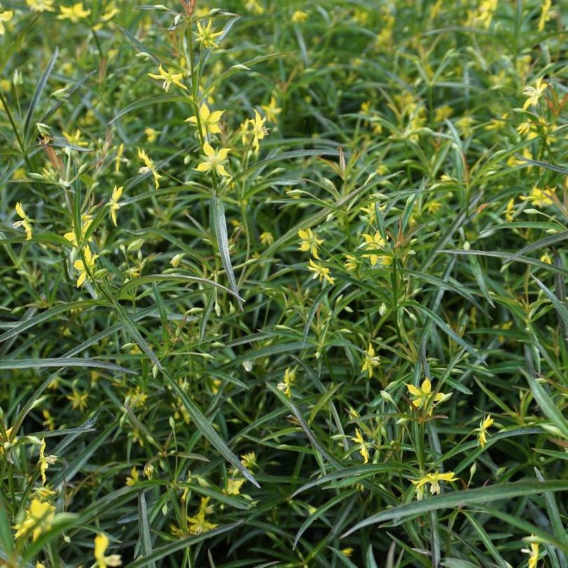 Green lance-leaved loosestrife foliage with small yellow flowers