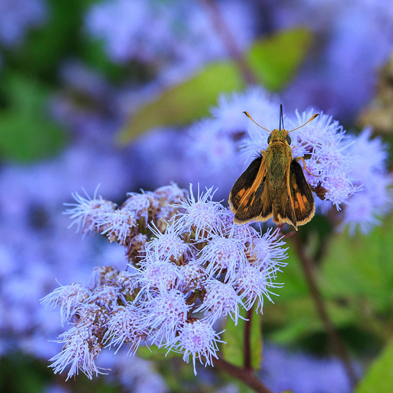 Close up image of blue mistflower with moth on flower.