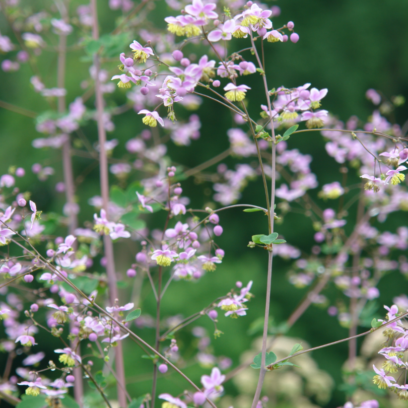 tall lavender like plant Meadow Rue