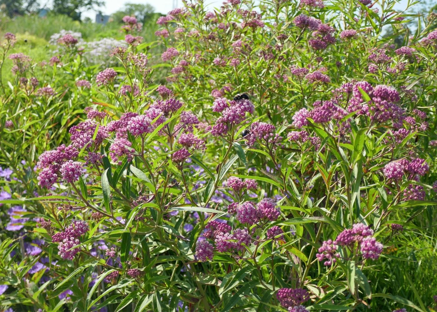 Pink milkweed garden filled with buzzing pollinators