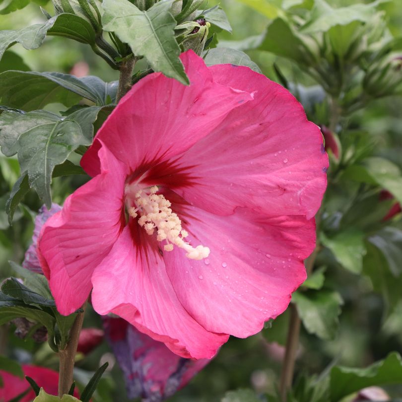Close-up of a Paraplu® Red&
