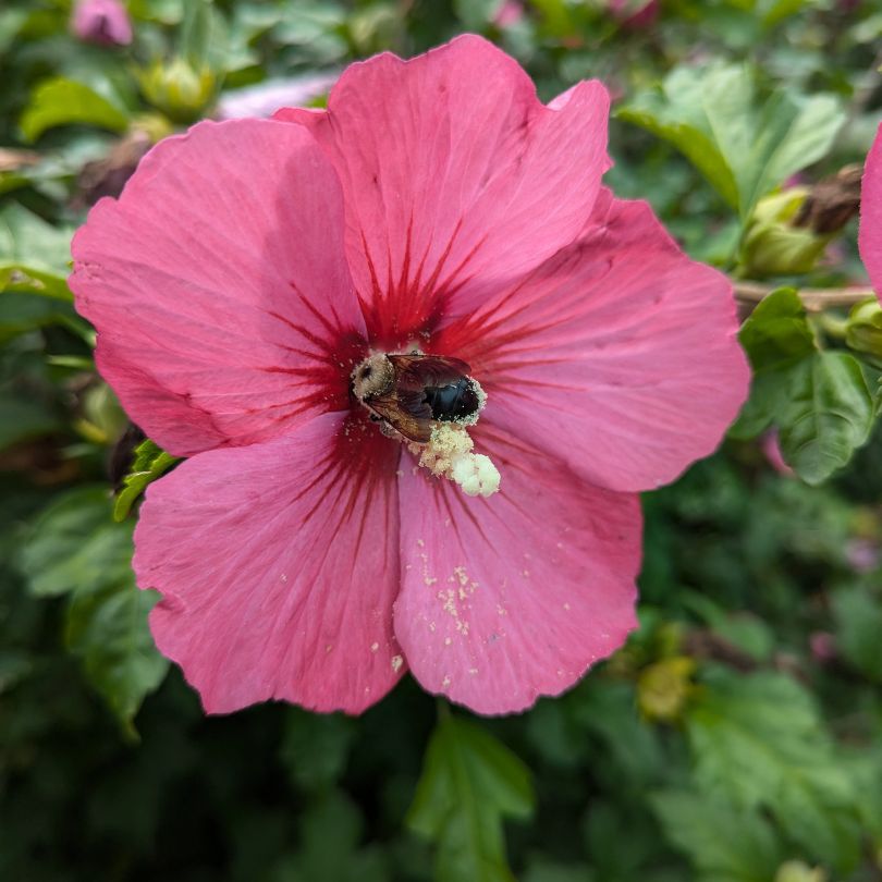 Pink flower with a bee on a green background