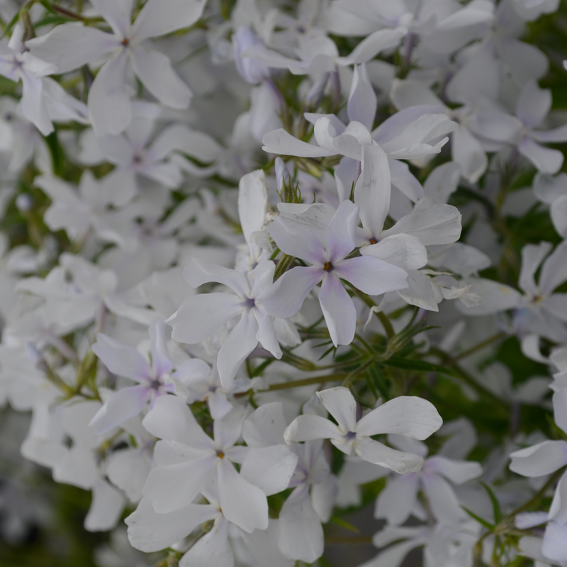 Close up image of &