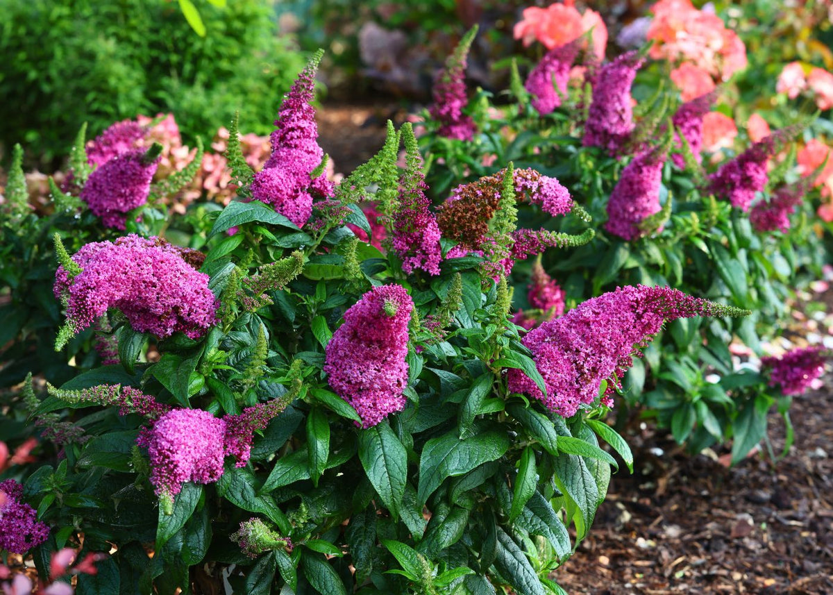 Large, magenta butterfly bush flowers in a sunny garden hedge with other plants in the foreground