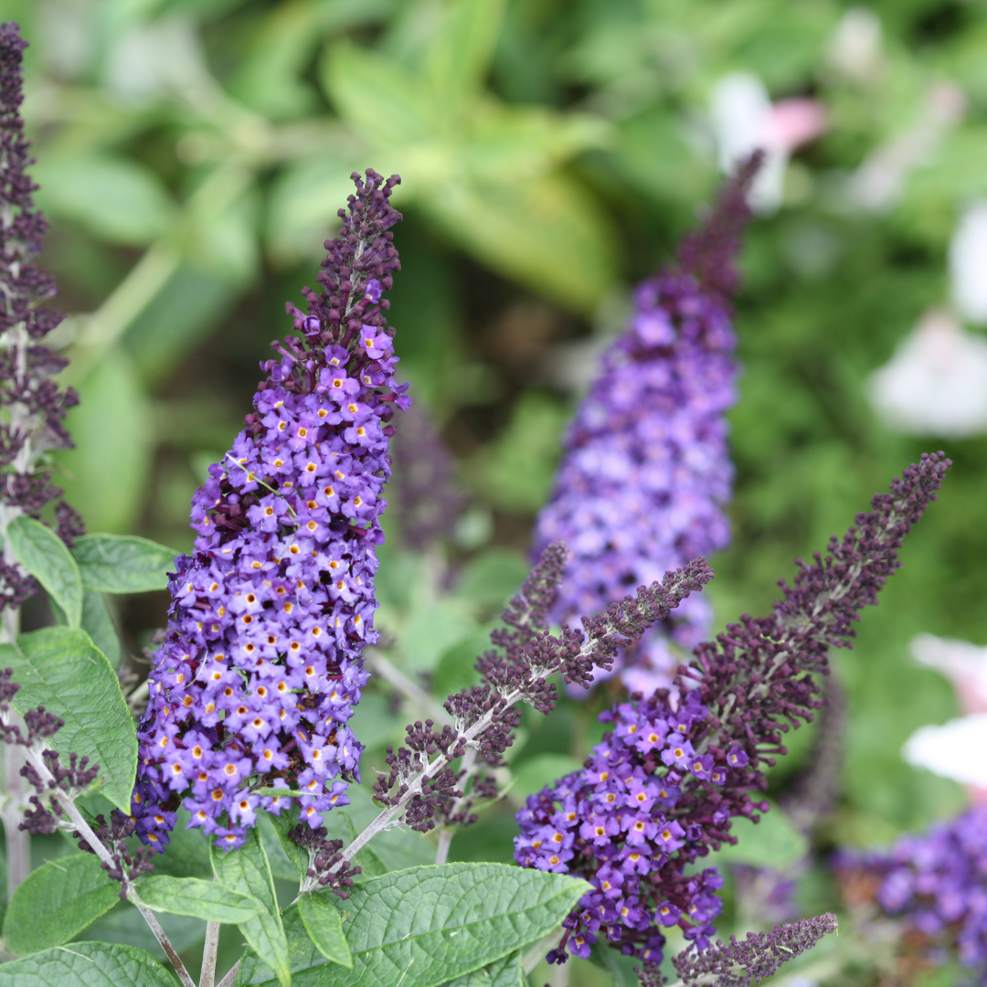 Pugster Blue® Butterfly Bush | ButterflyBushes.com
