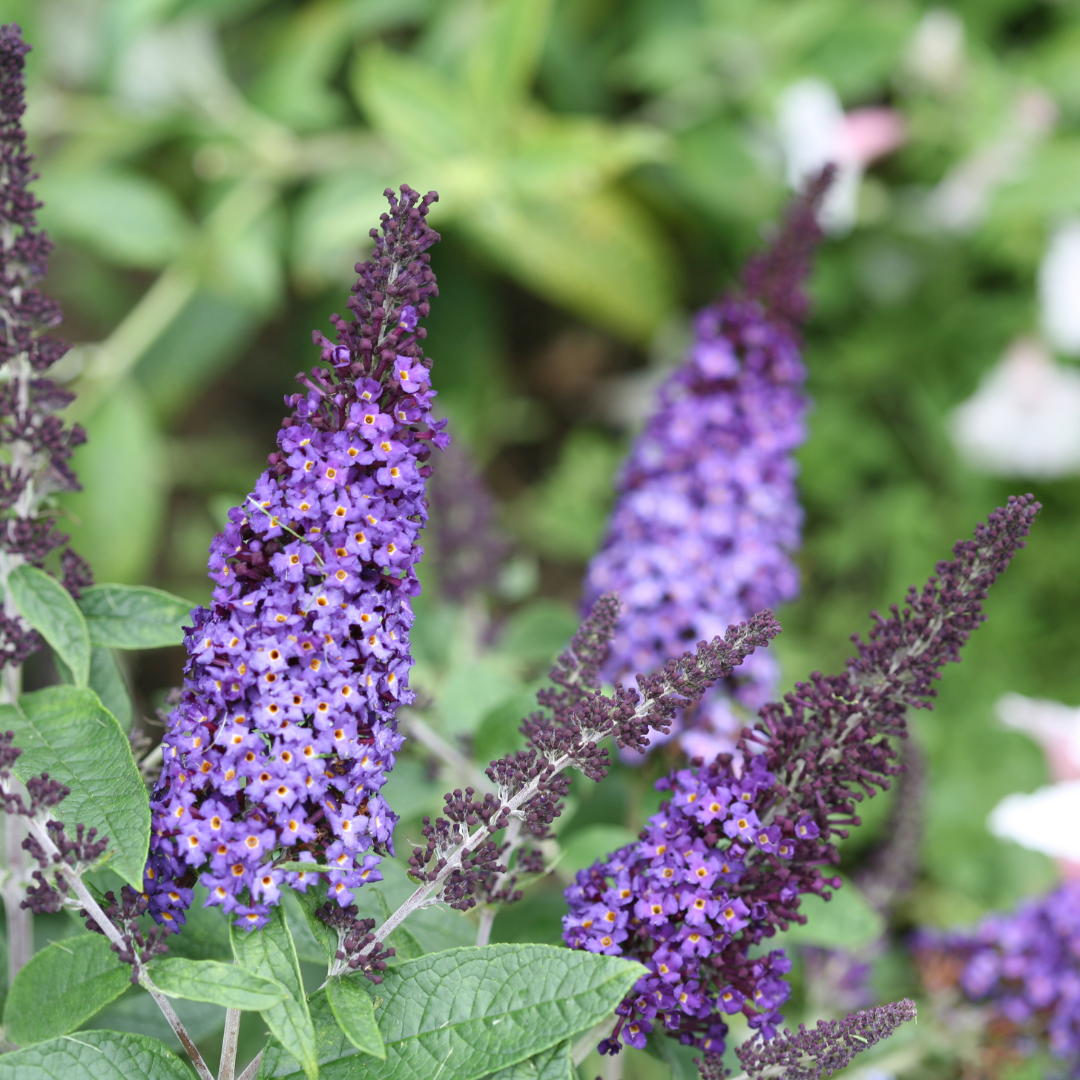 Buddleia Pugster Blue Butterfly Bush with plump true-blue flowers in the garden.