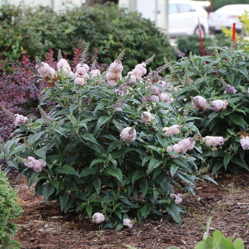 Buddleja plant with pink flowers in a garden setting