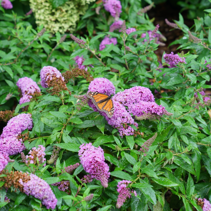 Buddleia Pugster Periwinkle has soft dusky violet blooms that attract Monarch butterflies