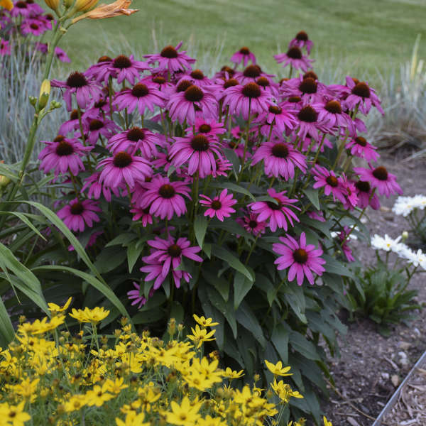Purple Emperor coneflowers is sweet and fragrant and attractive to pollinators.
