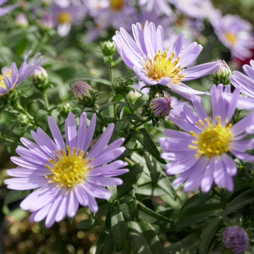 Close-up of purple/blue aster flowers with yellow centers in a greenhouse