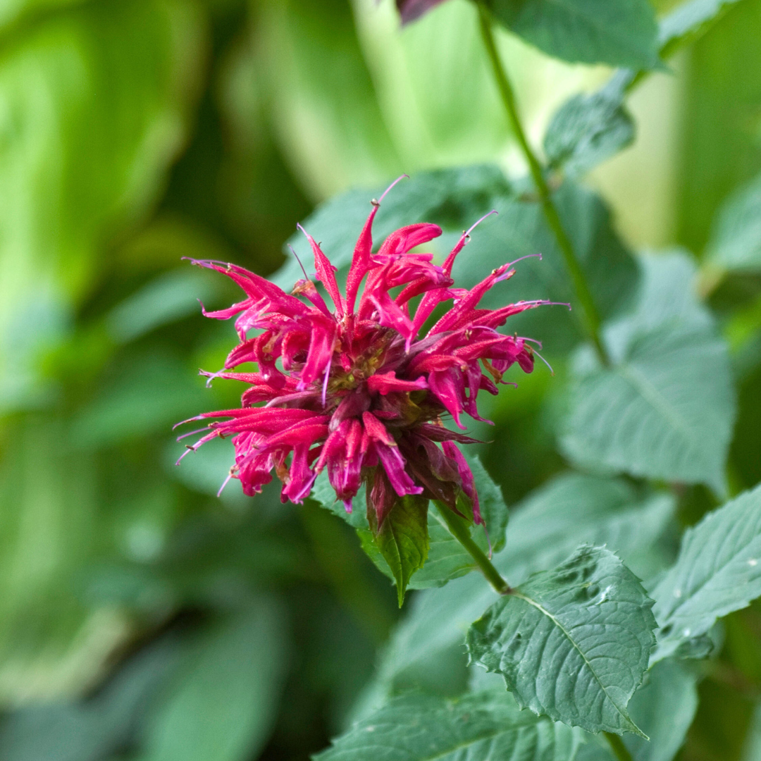 Raspberry Wine' Bee Balm (Monarda) – ButterflyBushes.com