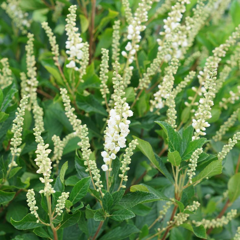 White summersweet flower spikes among green leaves