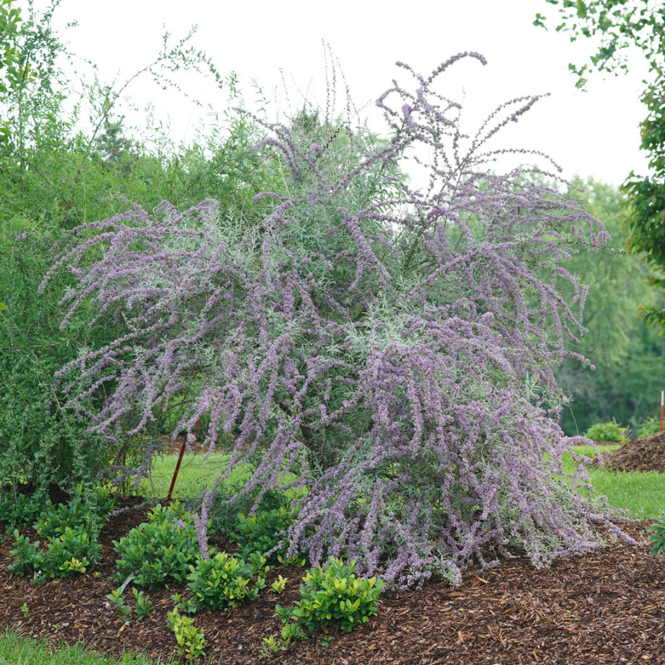 Buddleia alternifolia bush with purple blooms in the garden.