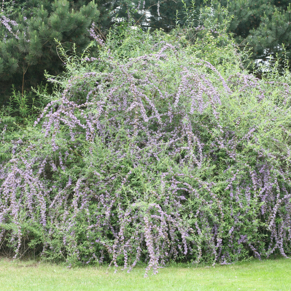 Buddleia alternifolia with cascading panicles of flowers in the garden.