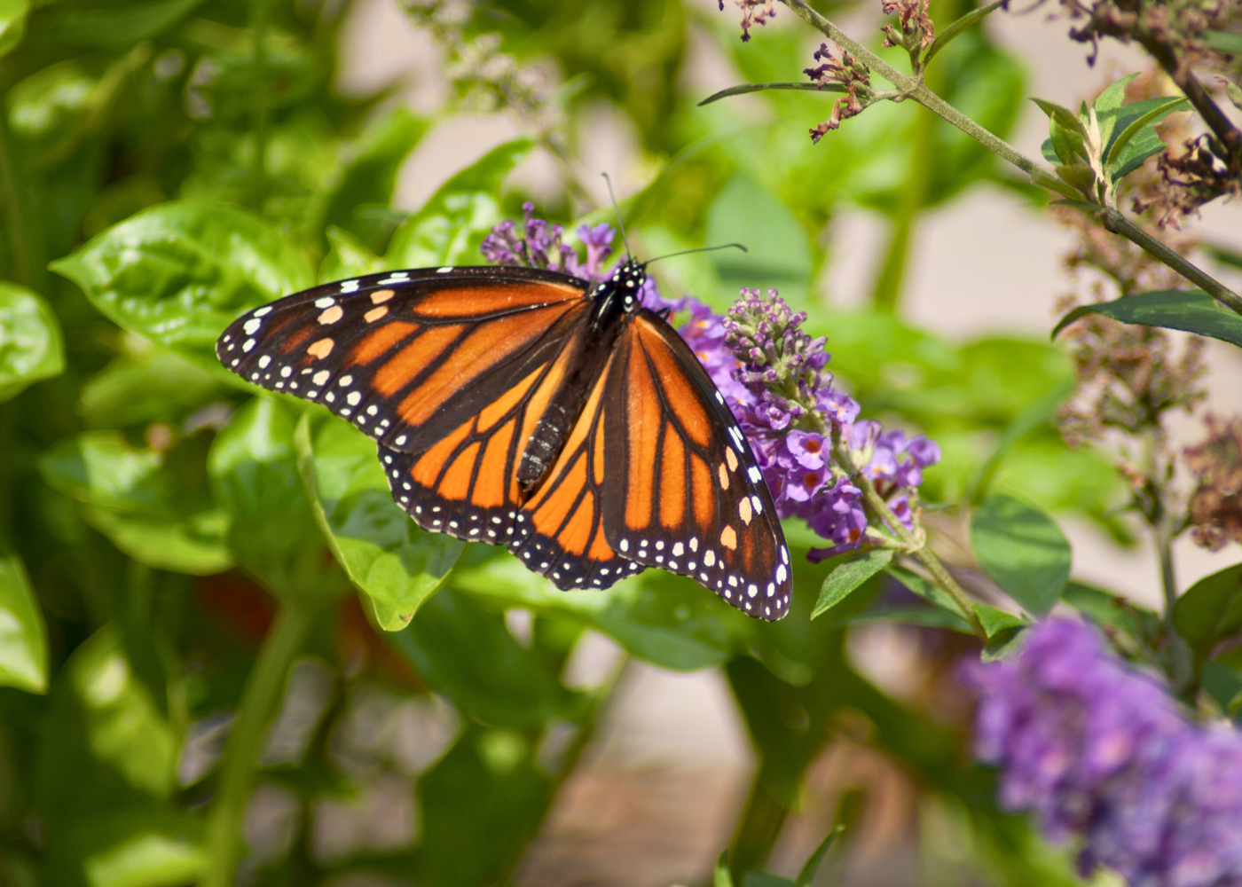 Monarch butterfly feeding on the nectar of a bright purple butterfly bush flower