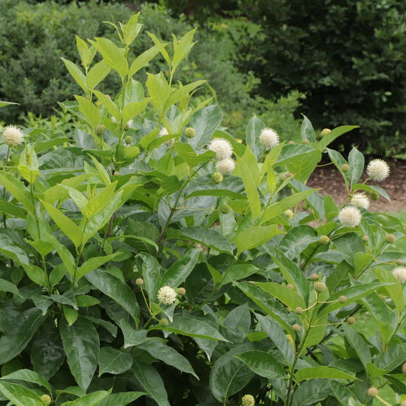 Green bush with white flowers and leaves in a garden setting