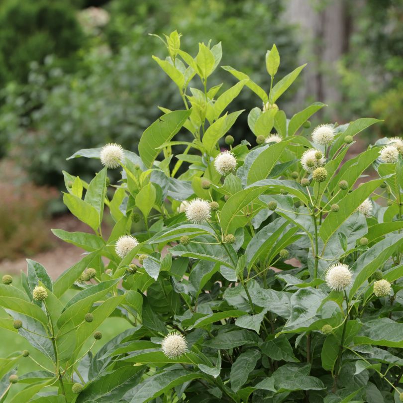 Sugar Shack® 2.0 buttonbush with white flowers in a garden setting