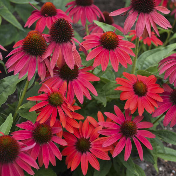 Summersong Firefinch Coneflowers with vibrant red and pink blooms that attract pollinators. 
