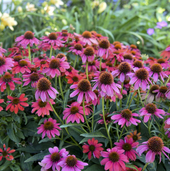 Summersong Firefinch Coneflowers is low maintenance. 