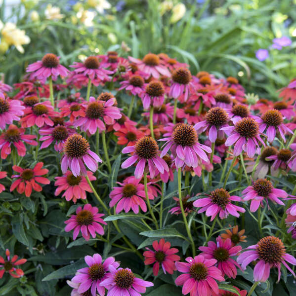 Summersong Firefinch Coneflowers is low maintenance.