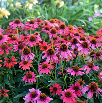 Summersong Firefinch Coneflowers is low maintenance. 