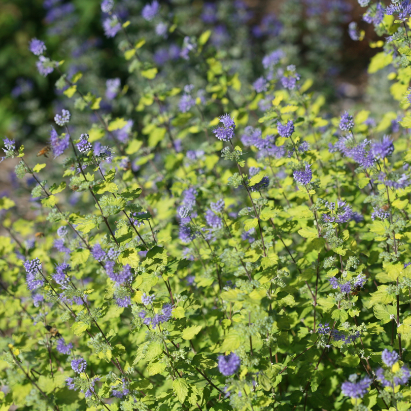 Purple bluebeard flowers with green leaves in a garden setting