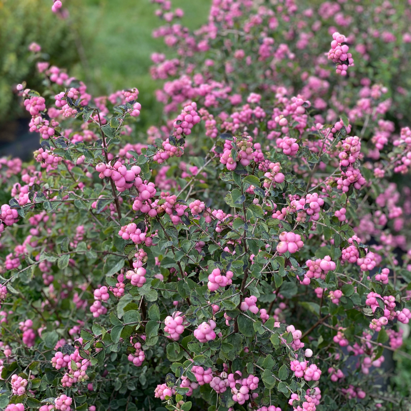 Symphoricarpos Proud Berry is super tough and durable and attracts pollinators