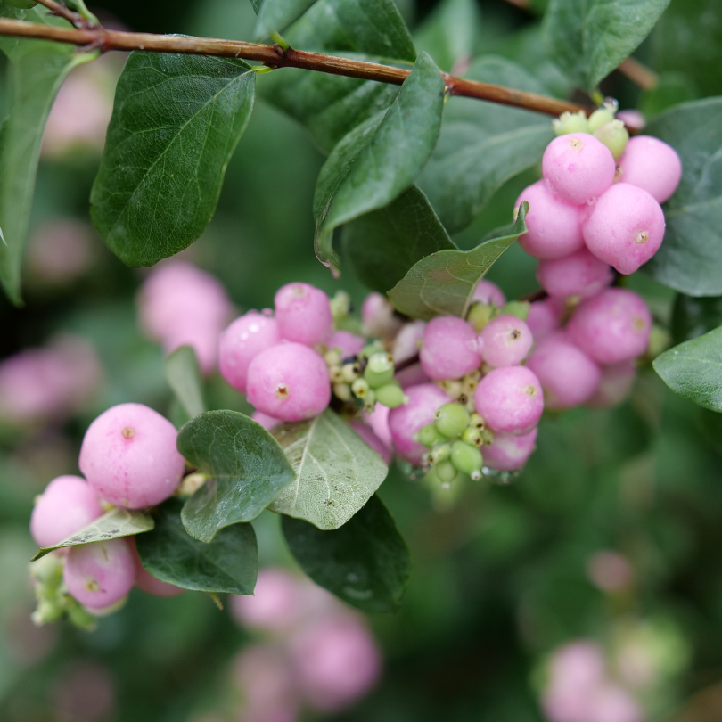 Symphoricarpos Proud Berry has unusual pink berries in the fall