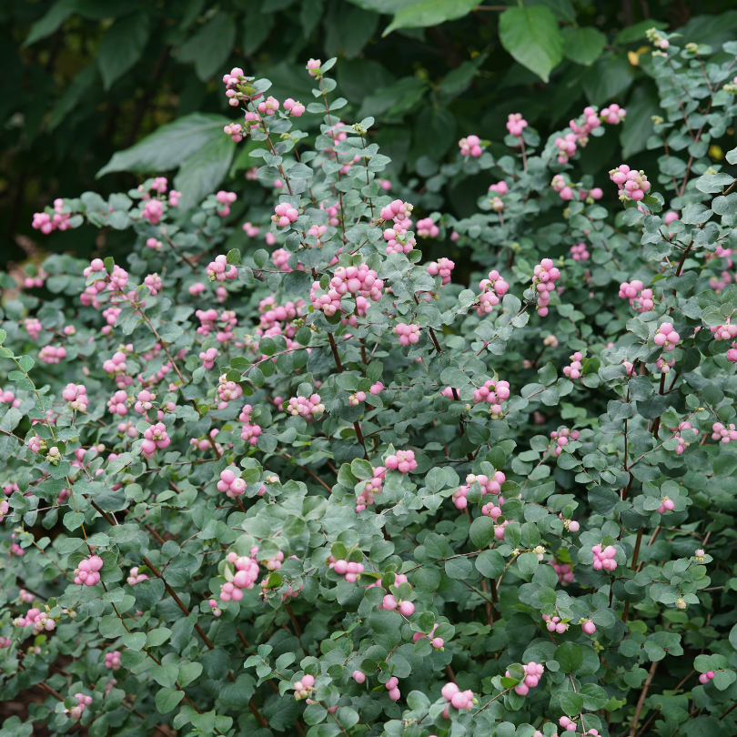 Symphoricarpos Proud Berry with unusual pink berries in fall