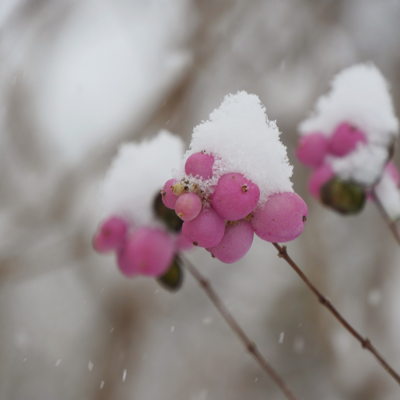 Symphoricarpos Proud Berry covered in snow