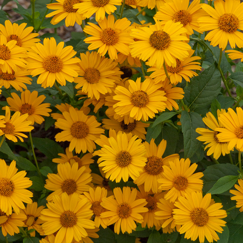 Tuscan Gold False Sunflower in full bloom with vibrant yellow flowers in the garden.