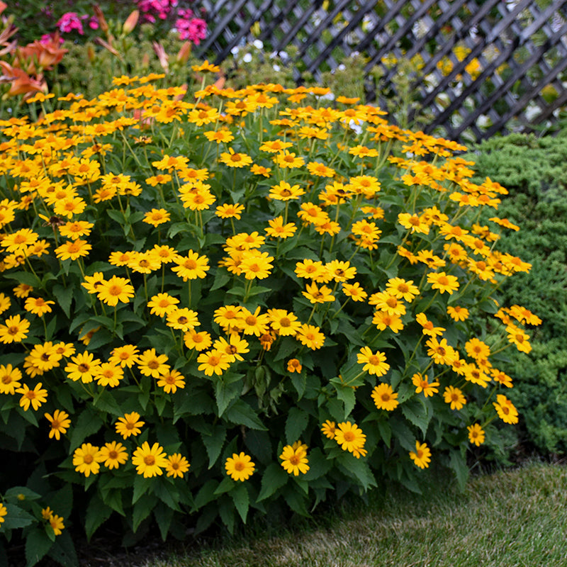 Tuscan Gold False Sunflower has yellow flowers attracting bees and butterflies. 