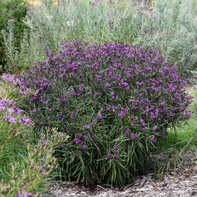 Mound of purple Vernonia flowers