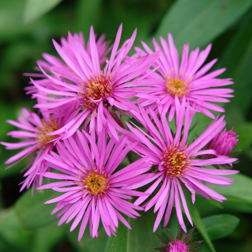 Vibrant Dome Aster has pink flowers in the fall when everything else has faded