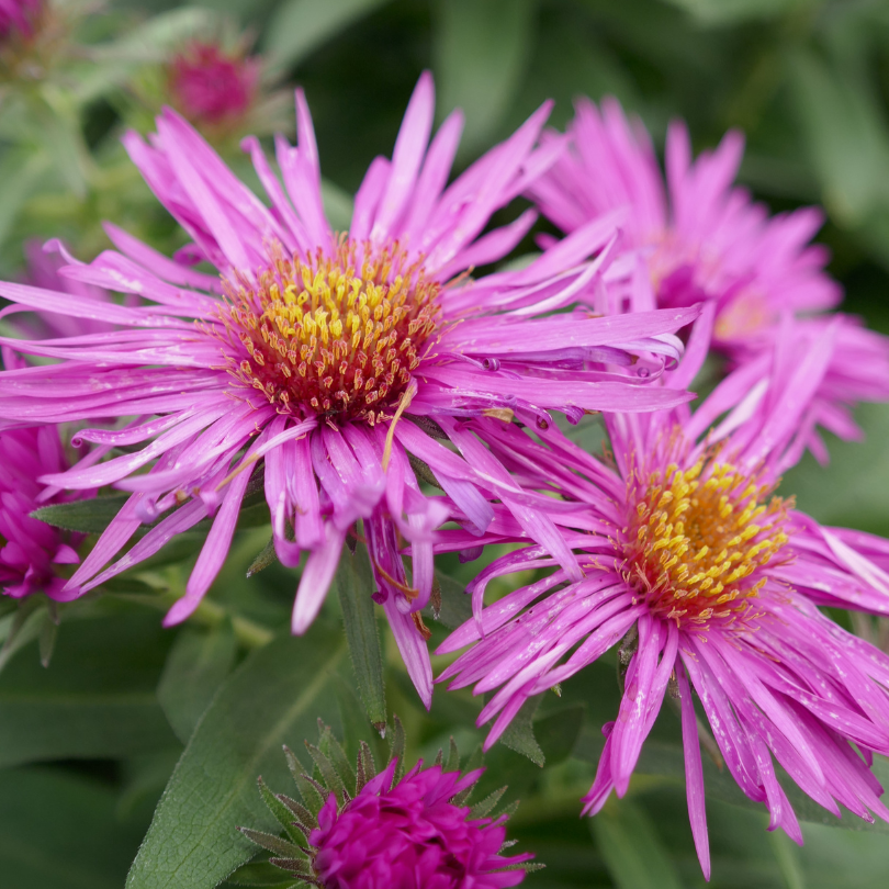 Frilled daisy-like hot pink aster flowers with prominent yellow centers