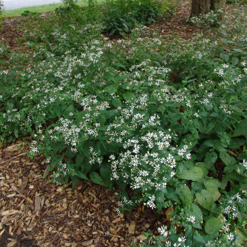 White Wood aster is ideal for shade gardens or as a flowering ground cover under challenging areas under trees or large shrubs.