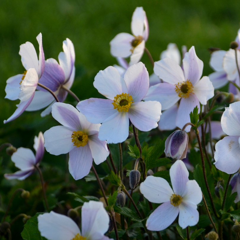 Wild Swan' Japanese Anemone – ButterflyBushes.com
