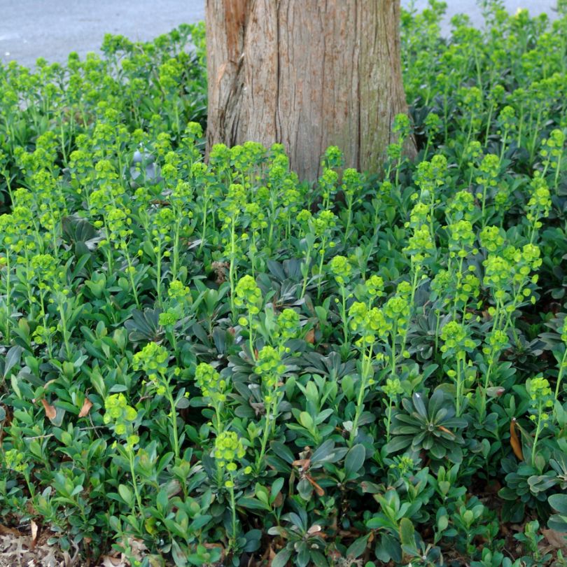 Wood Spurge features upright chartreuse yellow flowers and disc-like bracts planted around a tree.