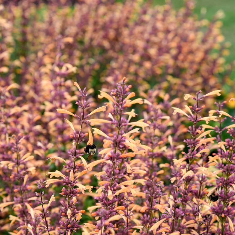 Bee feeding on nectar from hummingbird mint flowers