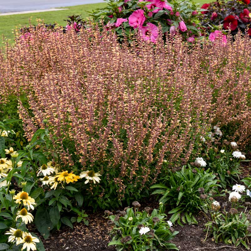 Purple and orange hummingbird mint flowers in a garden