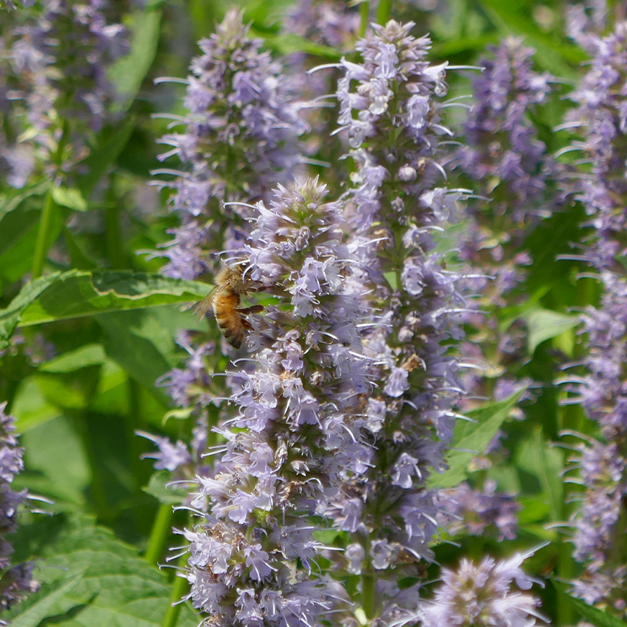 Bee feeding on blue hummingbird mint flowers