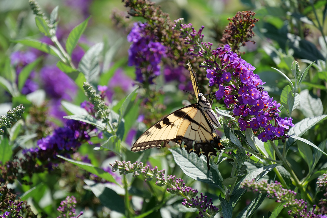 Purple butterfly bush flower with swallowtail butterfly feeding on nectar